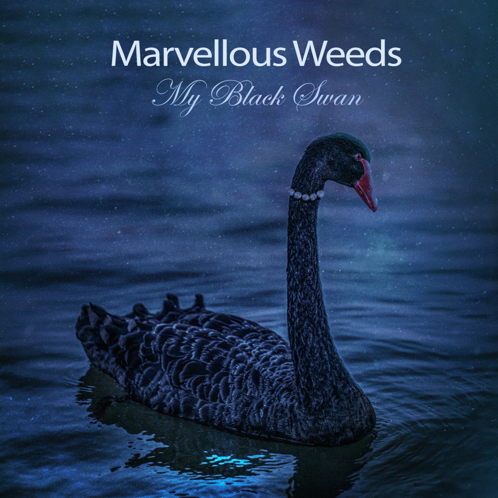 My Black Swan EP album cover picture